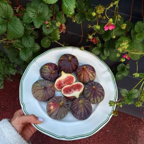 Авторы канала «Вкусный Петербург» (@rest_peterburg) заглянули в «Огородники» и сделали обзор инжирного меню. Сейчас расскажем, какие сезонные блюда и цены вас ждут.